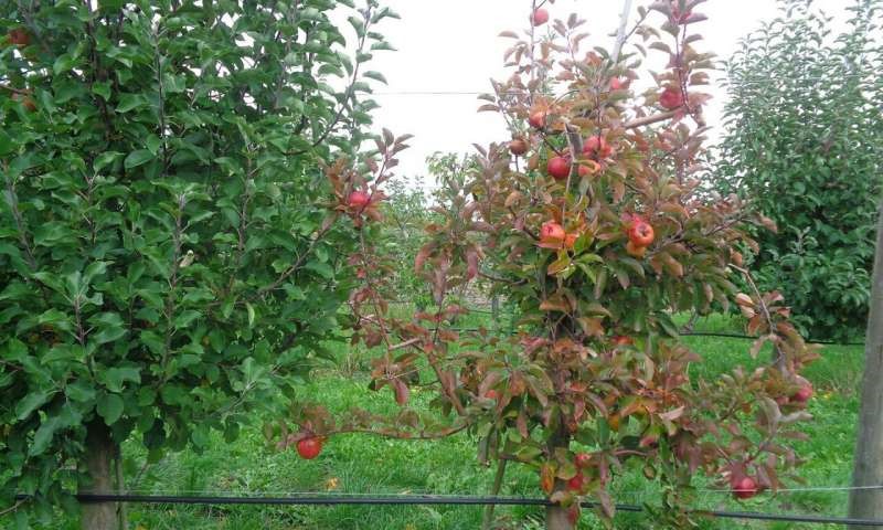 Sensors for early disease symptom detection in European fruit cultivation