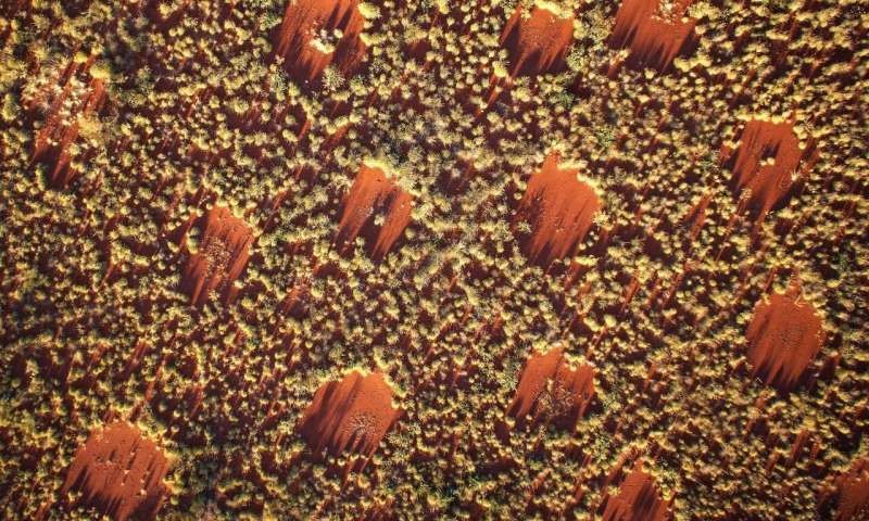 Ecologists confirm Alan Turing's theory for Australian fairy circles