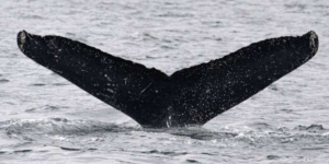 ارتباط با نهنگ‌های عنبر