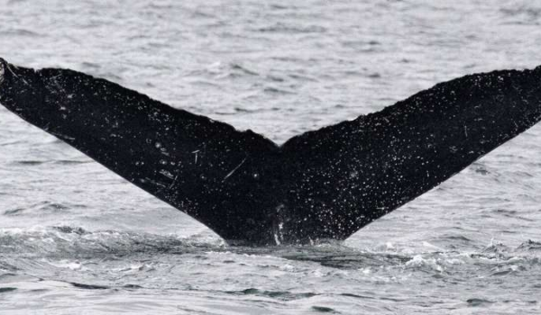 ارتباط با نهنگ‌های عنبر