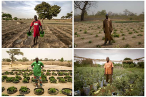 کشاورزان آفریقایی چگونه محصولاتی را با آب کم یا بدون آب کشت می کنند