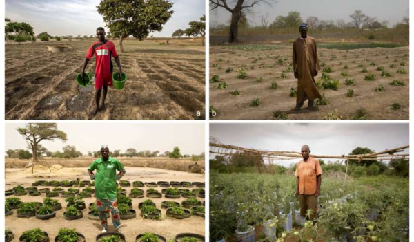کشاورزان آفریقایی چگونه محصولاتی را با آب کم یا بدون آب کشت می کنند