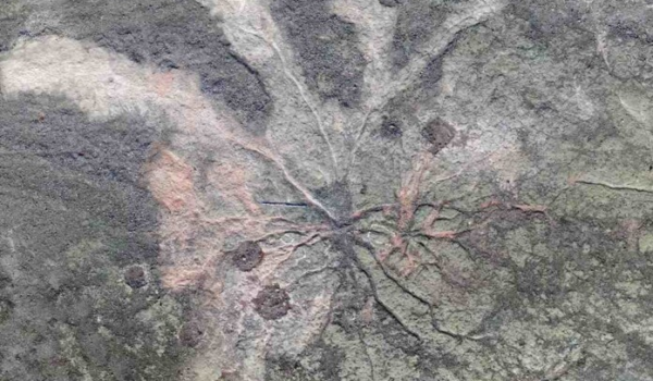 ریشه های درخت 385 میلیون ساله مانند ریشه های ما قصه می گویند.