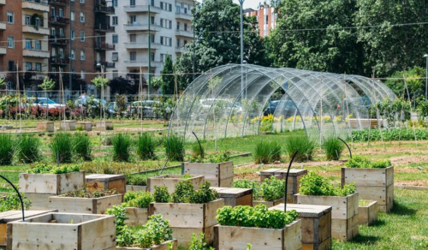 مراحل توسعه کشاورزی شهری در چارچوب جدید مشخص شده است