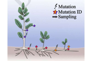 تعیین توالی یکی از قدیمی ترین درختان جهان برای یادگیری چگونگی جهش در موجودات در حال تولید مثل کلونی
