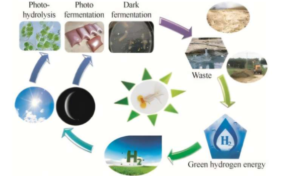یک مطالعه روش های میکروبی برای تولید هیدروژن از زباله را بررسی می کند