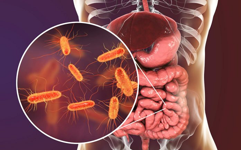 باکتریهای روده ممکن است بدن را از مواد شیمیایی سمی PFAS پاکسازی کنند