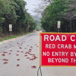 مردم از ابزارهای باغبانی برای محافظت از خرچنگ های قرمز جزیره کریسمس استرالیا استفاده می‌کنند
