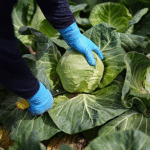 اصلاح رژیم‌های غذایی می‌تواند انتشار گازهای گلخانه‌ای کشاورزی را ۱۵ درصد کاهش دهد