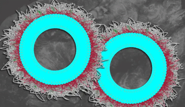 نانوذرات جدید به ایمونوتراپی کمک می‌کنند تا بیش از ۸۰٪ تومورهای تخمدان را از بین ببرد