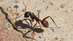 سیستم «مغزی» جدید رباتها با الهام از پرندگان و مورچه‌ها برای مسیریابی بدون GPS