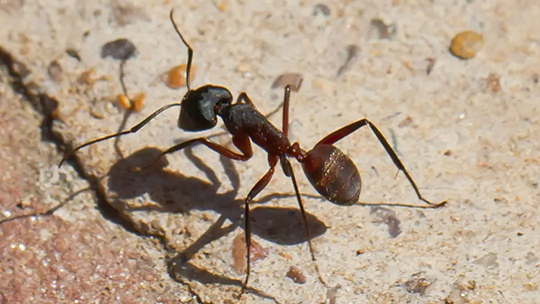 سیستم «مغزی» جدید رباتها با الهام از پرندگان و مورچه‌ها برای مسیریابی بدون GPS