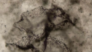 سرنخ‌های حیات در سنگ‌های ۳.۳ میلیارد ساله که جدول زمانی زمین را به عقب می‌راند