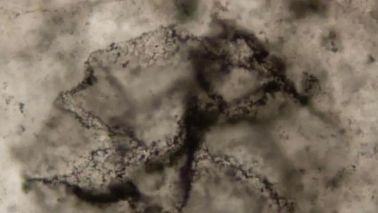 سرنخ‌های حیات در سنگ‌های ۳.۳ میلیارد ساله که جدول زمانی زمین را به عقب می‌راند