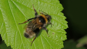 آیا زنبورها می‌توانند کد مورس را درک کنند؟