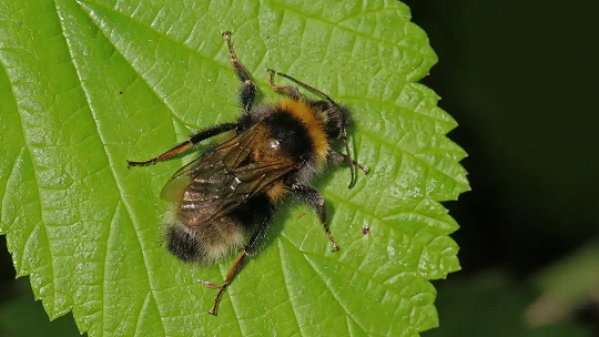 آیا زنبورها می‌توانند کد مورس را درک کنند؟