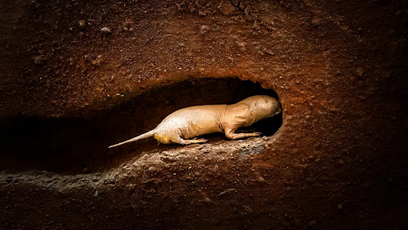 یک زیست‌شناس، علل طولانی‌ترین عمر یک جونده روی کره زمین را برجسته می‌کند.