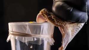 عکسهایی از برندگان عکاسی محیط زیست و حیات وحش 2025