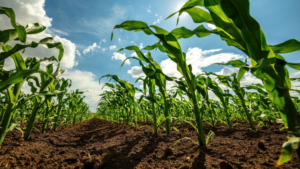 آموزش نوآورانه در کشاورزی احیاکننده