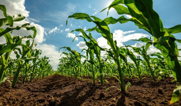 آموزش نوآورانه در کشاورزی احیاکننده