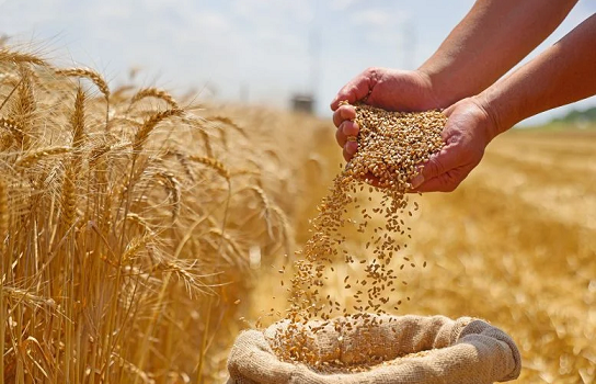 گندم خودبارور جدید میتواند کشاورزی را متحول کند