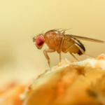 مدل هوش مصنوعی MIT پیش بینی می کند که چگونه هزاران سلول جنین های اولیه مگس میوه را سازماندهی می کنند