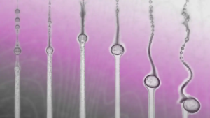 قطرات ریز روغن در حالی که در حال حرکت و معلق ماندن هستند، فیزیک را به چالش می‌کشند