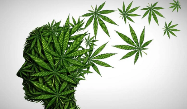 تسکین درد با گیاه شاهدانه واقعیت دارد ؟