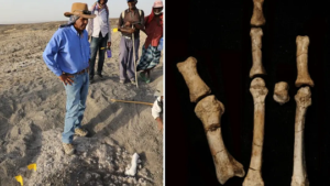 آیا ۳.۵ میلیون سال پیش دو گونه متمایز انسان بر روی زمین پرسه می‌زدند