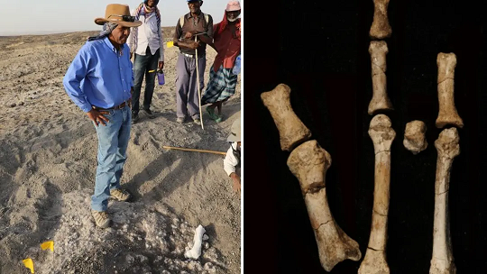 آیا ۳.۵ میلیون سال پیش دو گونه متمایز انسان بر روی زمین پرسه می‌زدند